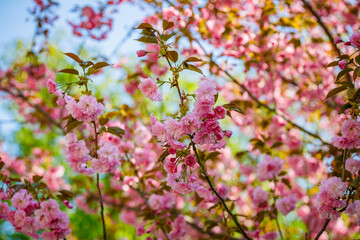 Sakura blossom in spring. Amazing view.