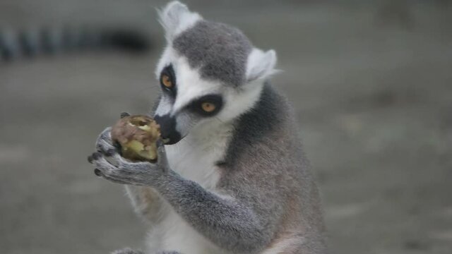 funny ringtailed lemur 