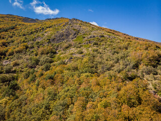 beech of Tejera Negra, Sierra Norte de Guadalajara Natural Park, Cantalojas, Guadalajara, Spain