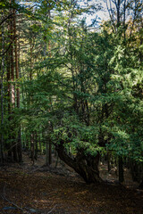 beech of Tejera Negra, Sierra Norte de Guadalajara Natural Park, Cantalojas, Guadalajara, Spain