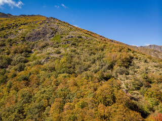 beech of Tejera Negra, Sierra Norte de Guadalajara Natural Park, Cantalojas, Guadalajara, Spain