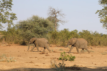 Naklejka premium Afrikanischer Elefant / African elephant / Loxodonta africana.