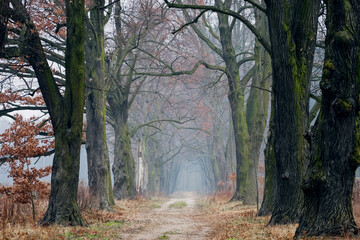 Foggy way in forest. Tree alley in Poland