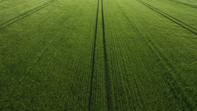 green wheat grass field waves 