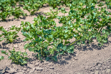 Closeup of rows of celeriac plants in a Dutch field. The photo was taken on a sunny day in the summer season.
