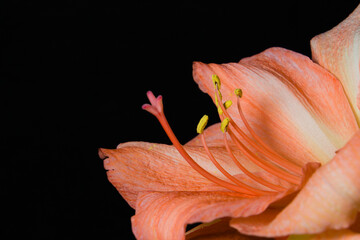 Close up of a pastel pink colored amaryllis