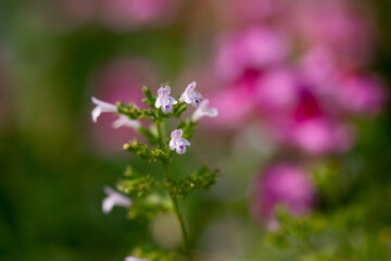 Obraz premium Nepitella Flower