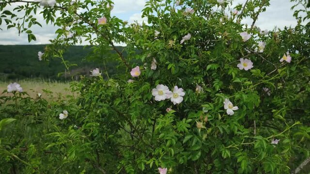 Rosa canina am Naturstandort