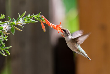 A Hummingbird Feeding on a Flowers Nectar on a Summer Evening