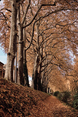 Paisaje de otoño en Toulouse, Francia