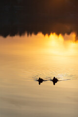 Two Ducks Swimming on Sunrise Lit Lake
