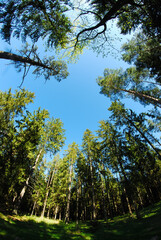 Tree crowns, wide angle, sky