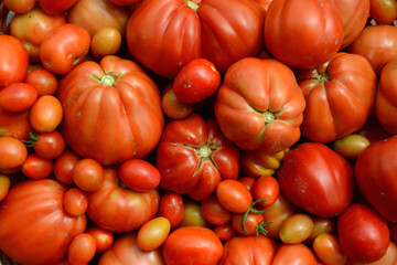 Tomato is a fruit but also a vegetable. The tomatoes in Italy are delicious and are grown in all the gardens. They are the ideal sauce for spaghetti and pizza
