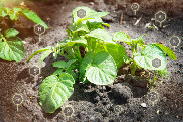 Cultivation Potato. Organic farm. Digital icon useful substances, mineral and fertilizers,...