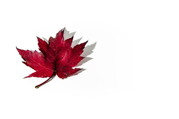 Autumn dry leaf fallen from tree on white background