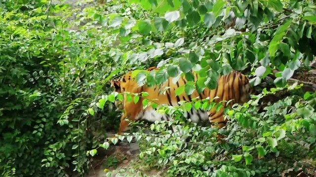 tiger walks through the bushes