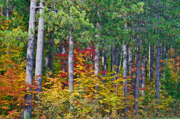 575-04 Autumn in a Pine Forest