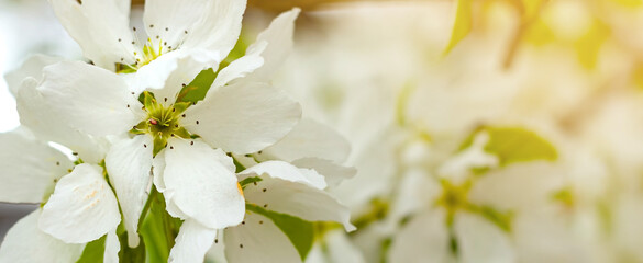 Tender Crab apple white flowers, Malus Baccata, under sunlight at spring blooming, banner with copy space