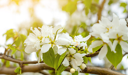 Obraz na płótnie Canvas Tender Crab apple white flowers, Malus Baccata, under sunlight at spring blooming season