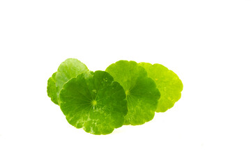 Gotu kola