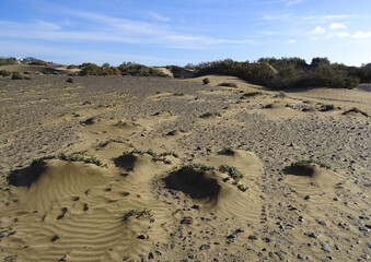 Landscape in the Natural Park of Dunes and Oasis of Maspalomas. South of Gran Canaria Island. Spain. 