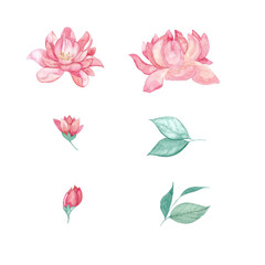 Hand painted watercolor peony set clip art