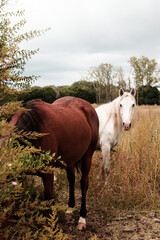 Fototapeta premium Caballos en el campo con paisaje de otoño
