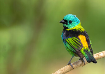 Green-headed tanager