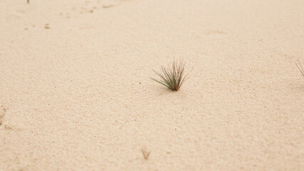 Dry grass on the clean sand of the dune