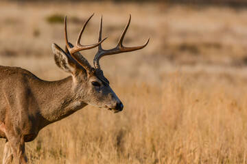Naklejka na ściany i meble Headshot of a Mule Deer Roaming the Grasslands