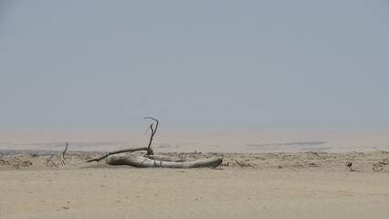 Dry driftwood on a windswept sandy beach, sand dunes in the background, dusty air behind,