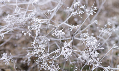 Frozen grass, frosty weather, fog and frost winter morning concept