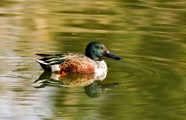 A Northern Shoveler Swimming in a Stagnate Lake
