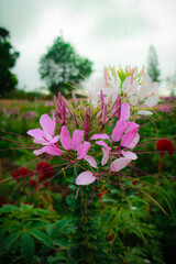 Obraz premium Flower2