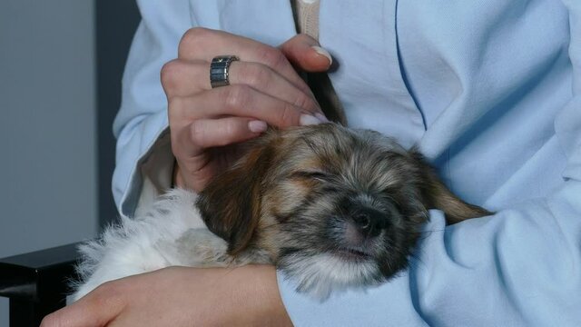 Woman stroking a puppy lying on her lap