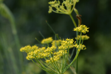 Common fennel