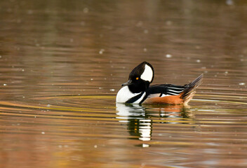 A Hooded Merganser Drake Swimming on a Pond