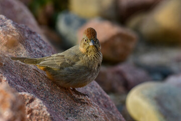A Canyon Towhee on a Summer Morning in the Rocky Habitat of Southern Colorado