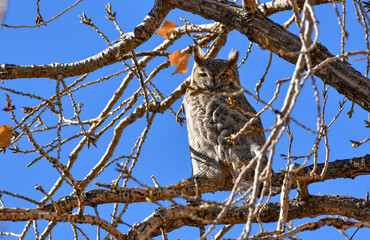 A Great Horned Owl's Intimidating Stare
