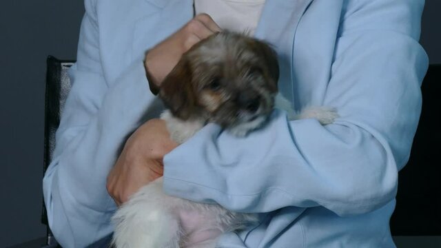 Small gentle puppy in the hands of a young woman