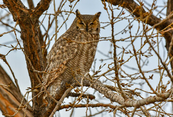 A Great Horned Owl Roosting on an Autumn Morning
