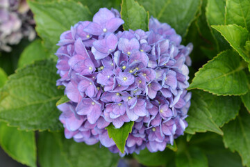 French hydrangea