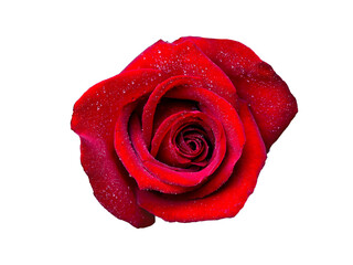 Abstract flower. red rose on white background - Valentines, Mothers day, anniversary, condolence card. Beautiful rose. close up roses . panorama 