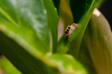 An adorable Tan Jumping Spider Posing in a Bush