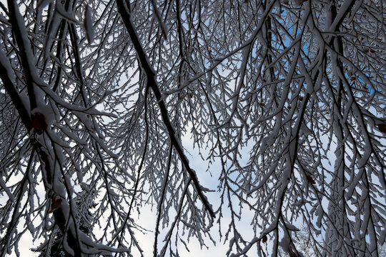 &Auml;ste Ast Zweige Verzweigung blauer Himmel Winter Schnee Kontrast St&auml;mme Wald Sauerland Iserlohn Froschperspektive Fluchtpunkt bizarr feingliedrig Weitwinkel Struktur Ver&auml;stelung Wolken Details   