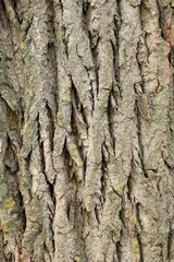 Oak Tree Bark Texture with Lichen