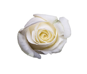 Abstract flower. white rose on white background - Valentines, Mothers day, anniversary, condolence card. Beautiful rose. close up roses . panorama	