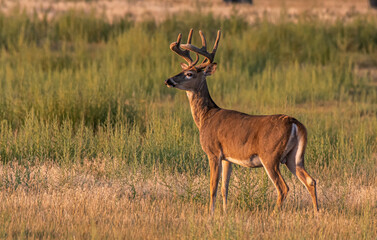 A Beautiful White-tailed Deer Buck in Growing Velvet Antlers in the Plains of Colorado
