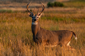 A Beautiful White-tailed Deer Buck in the Grasslands in a Fall Evening