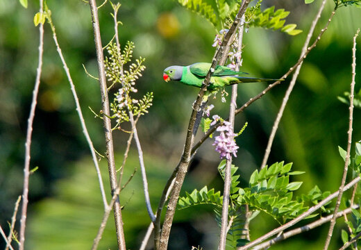 Layard's Parakeet (Psittacula calthropae), male perched, an endemic species to Sri Lanka.